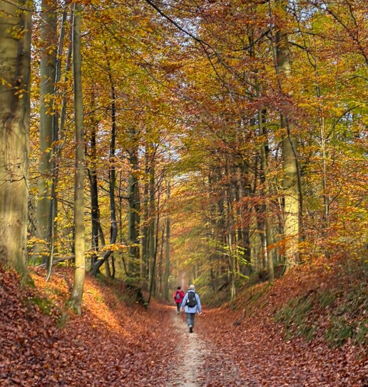 Loisirs Rando champignons-Marcher-prier forêt Soignes
