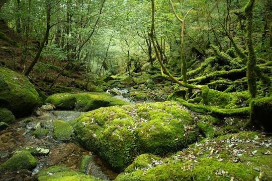 Loisirs À découverte mousses des hépatiques