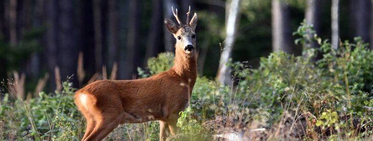 Loisirs Animation nature - Notre le chevreuil