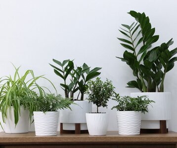 Loisirs Des plantes foisons