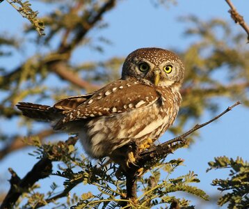 Loisirs Les maîtres la nuit : la découverte rapaces nocturnes