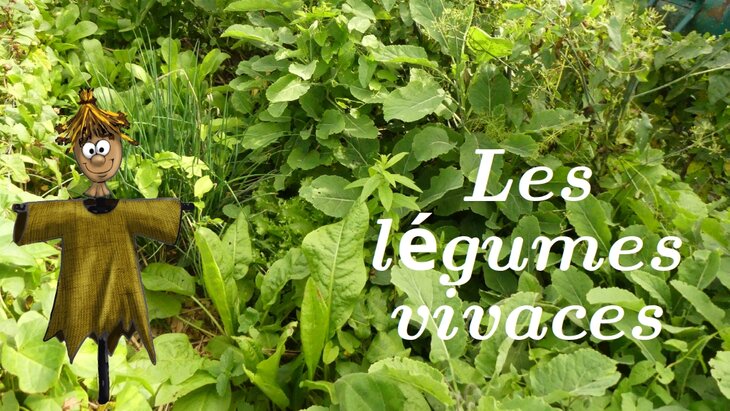Stages,cours La découverte légumes vivaces