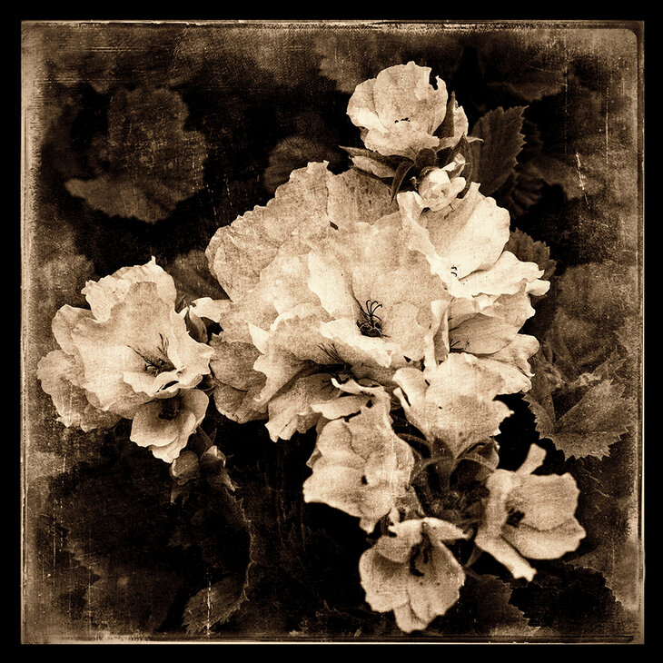 Expositions Fleurs