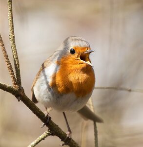 Conférences Chants d oiseaux