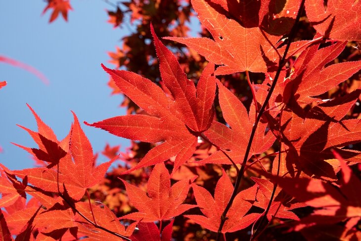 Loisirs Visite guidée Les couleurs l’automne ”