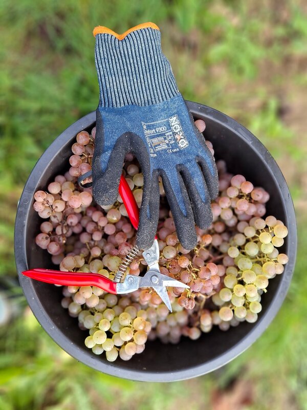 Loisirs Participer vendanges Terre d Abbaye