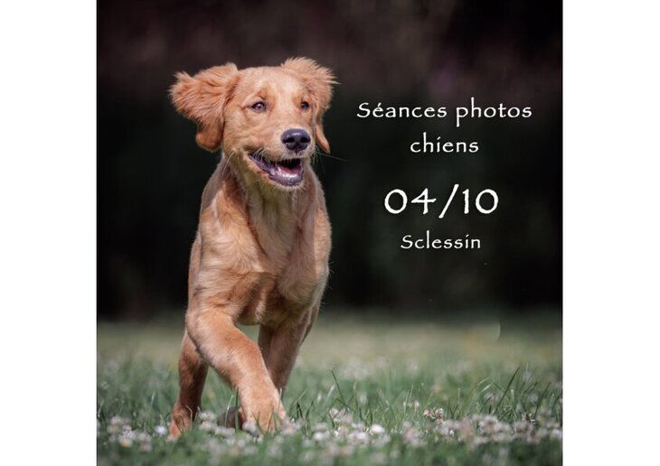 Loisirs Séances photos pour chiens dans espace clôturé