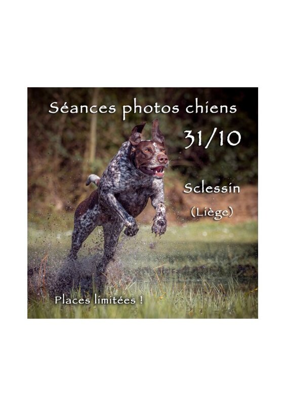 Loisirs Séances photos pour chiens dans espace clôturé