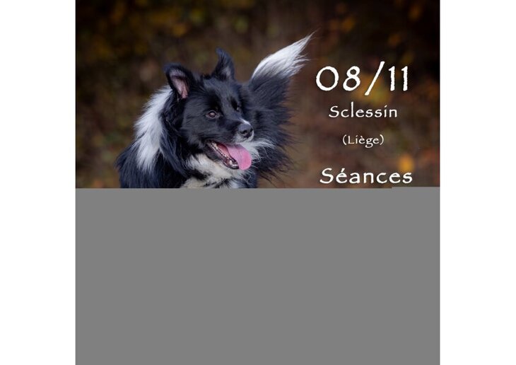 Loisirs Séances photos pour chiens dans espace clôturé