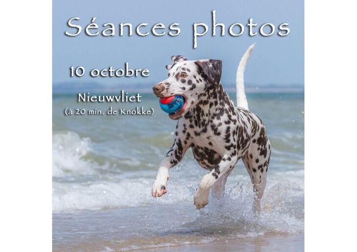 Loisirs Séances photos pour chiens la mer