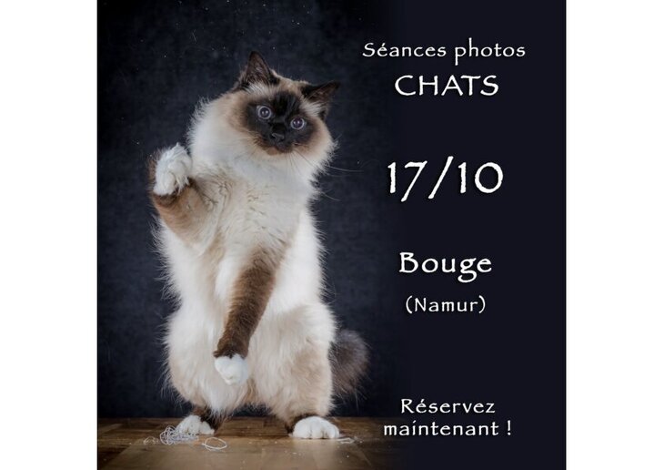 Loisirs Séances photos pour chats