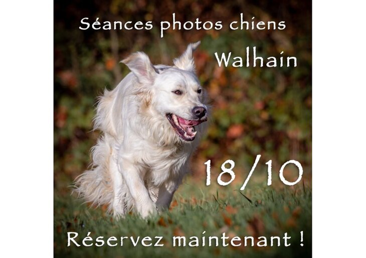 Loisirs Séances photos pour chiens