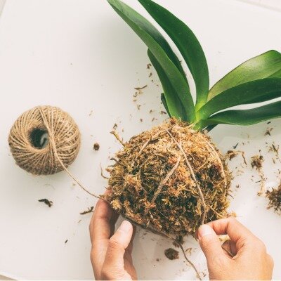Stages,cours Centre Culturel : Kokedama