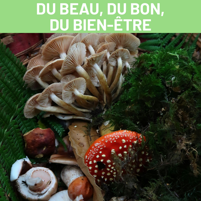 Loisirs À cueillette champignons !