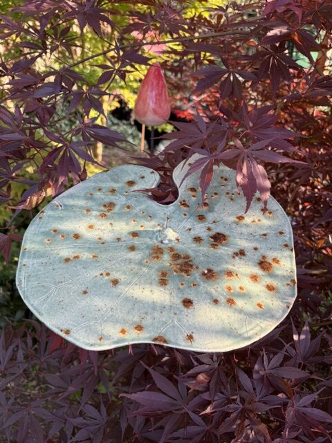 Expositions L Automne jardin Artrizia