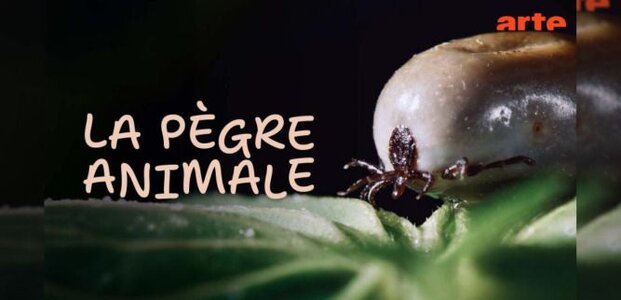 Spectacles Projection pègre animale 