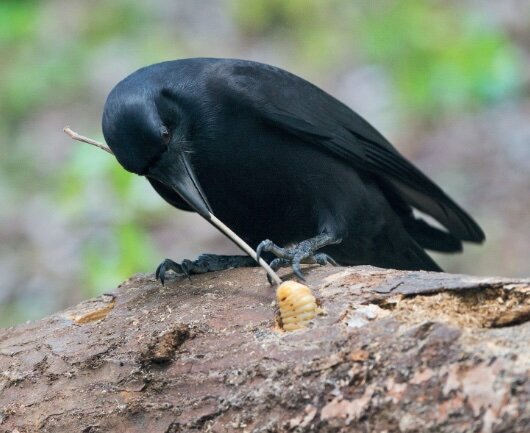 Conférences Les corvidés: oiseaux malheur?