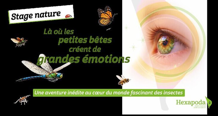 Stages,cours Stage nature automne