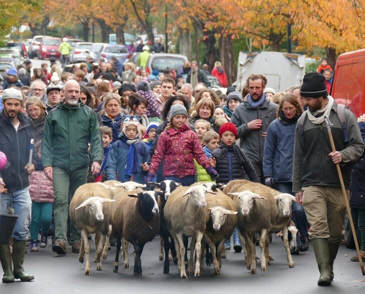 Loisirs Transhumance : retour Bercail 