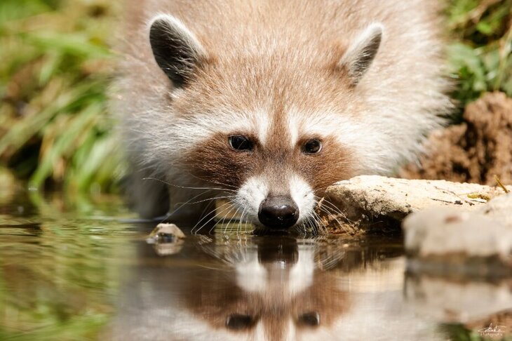 Conférences CinéDébat raton laveur, menace pour notre biodiversité?