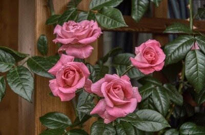 Conférences Conférence Cercle horticole : Tout savoir la culture rosiers