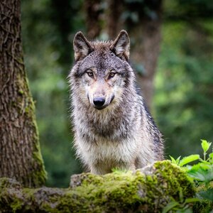 Conférences Loup y es-tu ?