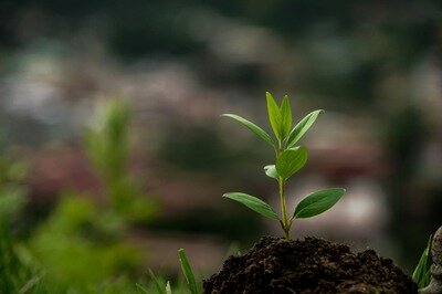 Loisirs Semaine l arbre distribution plants d arbres