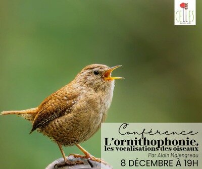 Conférences Conférence l ornitophonie , vocalises oiseaux