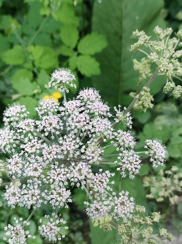 Loisirs Les plantes l hiver