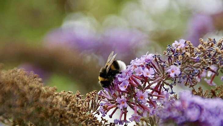 Loisirs Les insectes l hiver