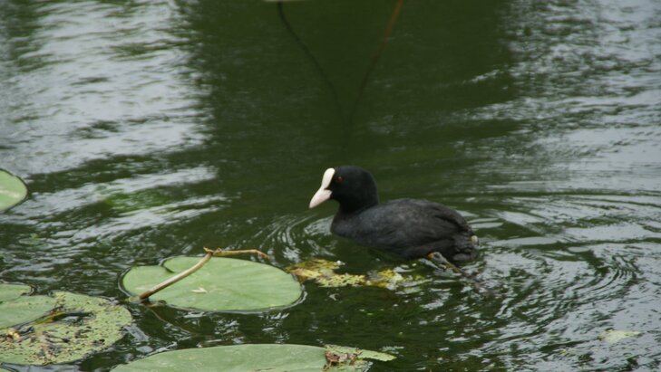 Loisirs Balade nature fil l eau