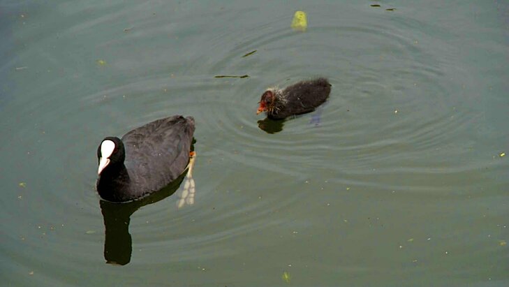 Loisirs Les oiseaux l hiver