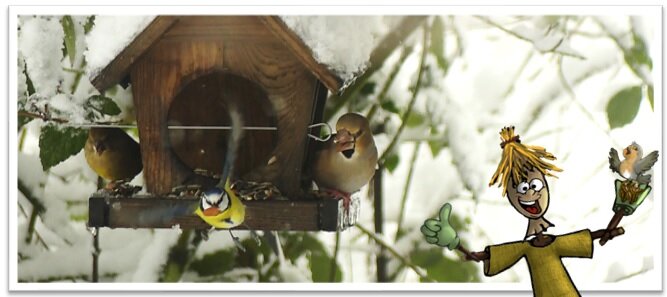 Stages,cours La découverte oiseaux jardin
