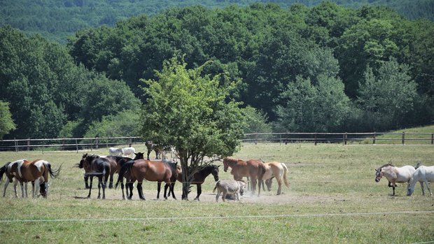 Loisirs 100 Chevaux l herbe , bien plus qu un refuge pour équidés