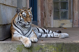 Loisirs Zoo d Anvers